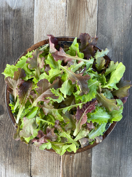 Salad Bowl Lettuce Mix