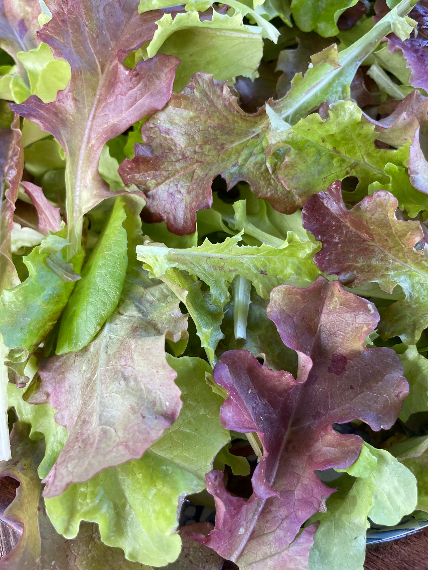 Salad Bowl Lettuce Mix