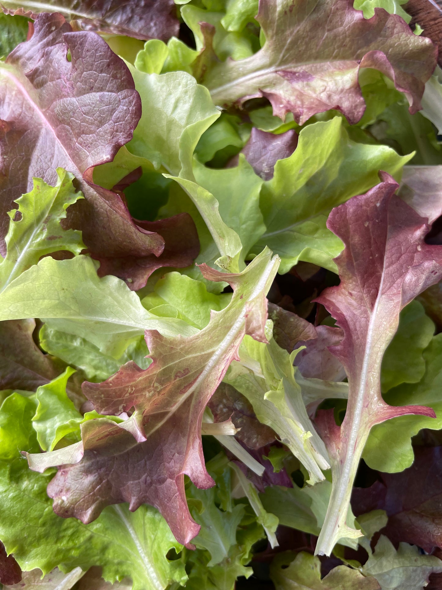 Salad Bowl Lettuce Mix