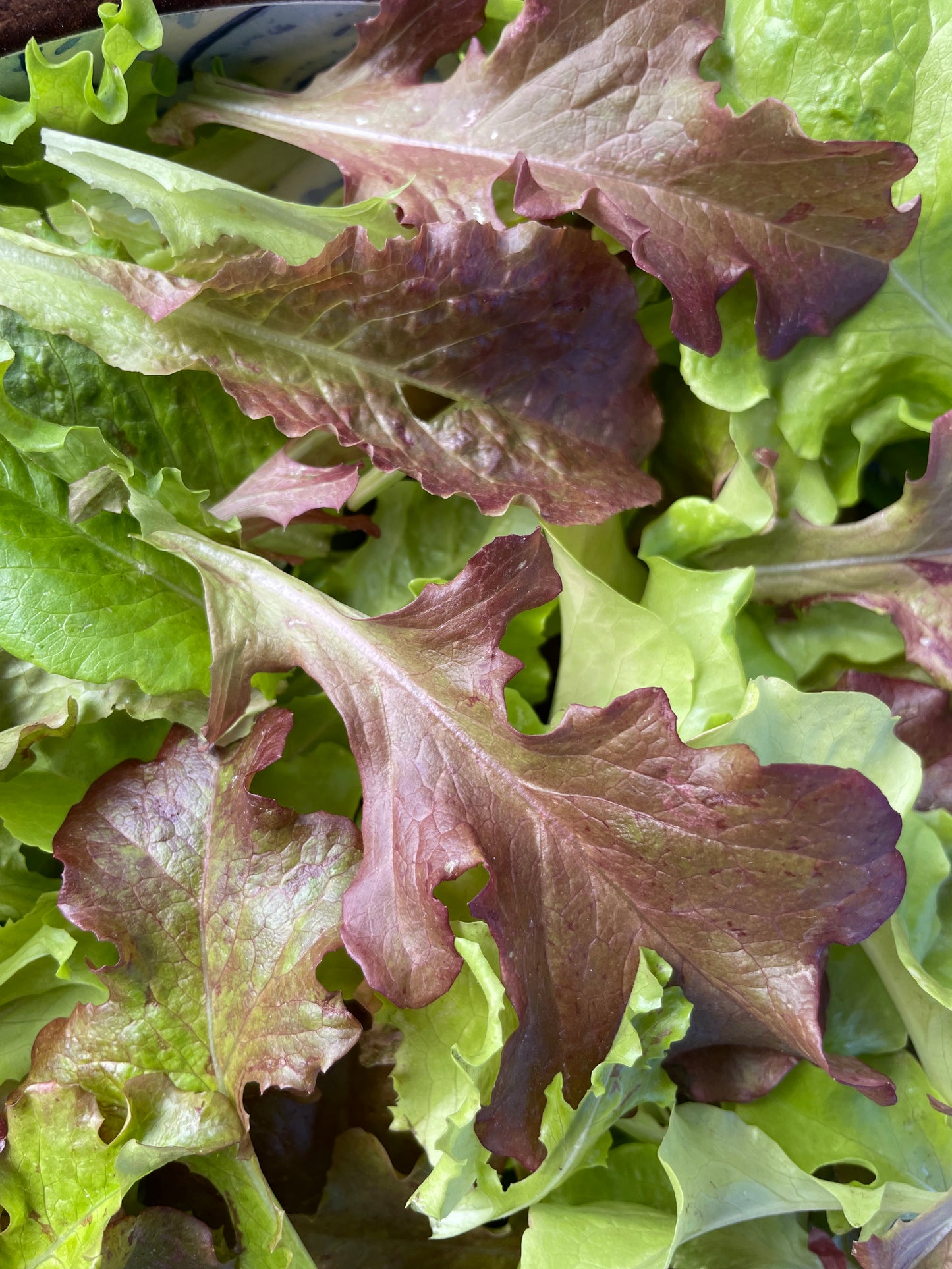 Salad Bowl Lettuce Mix