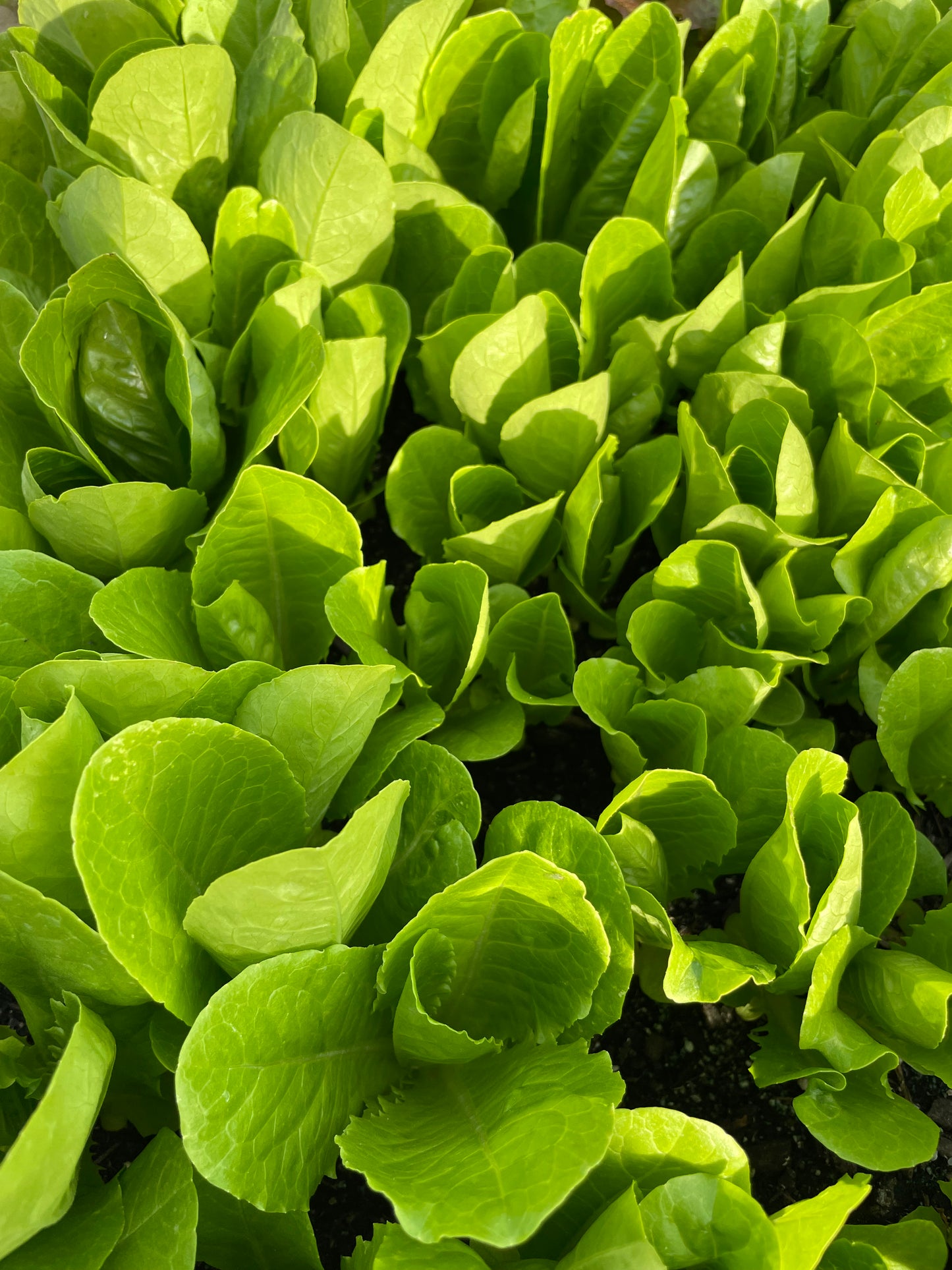 Jericho Romaine Lettuce Seeds