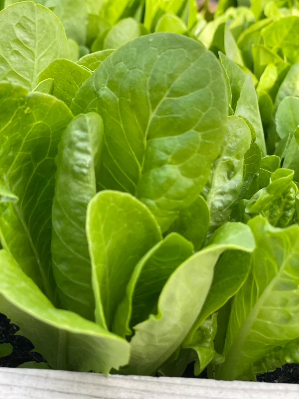 Jericho Romaine Lettuce Seeds