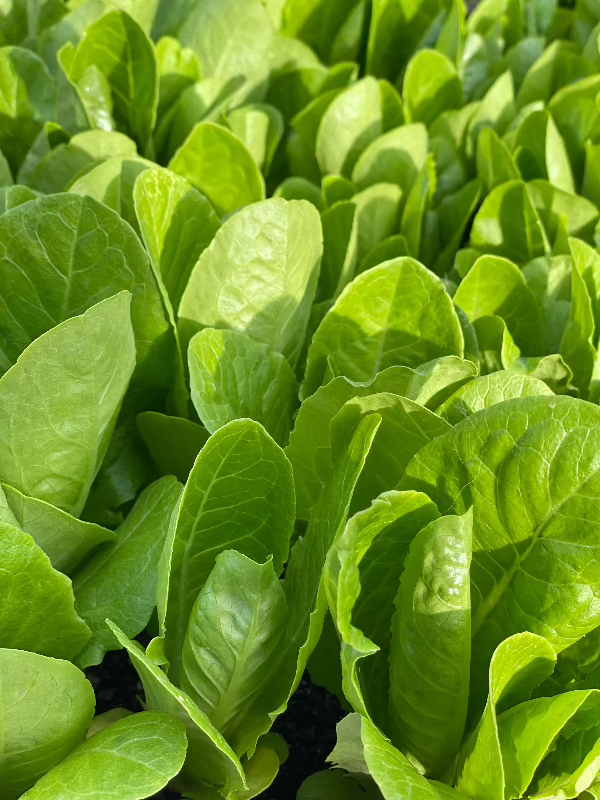 Jericho Romaine Lettuce Seeds