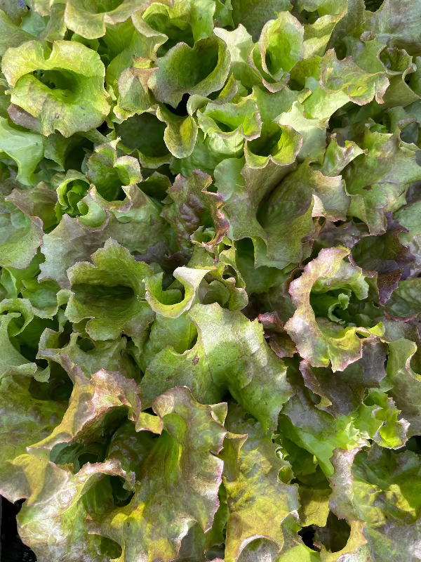 New Red Fire Lettuce Seeds