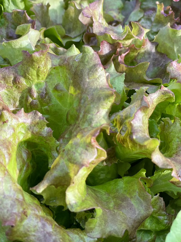 New Red Fire Lettuce Seeds