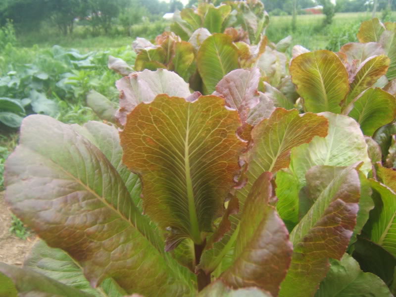 Pandero Romaine Lettuce Seeds