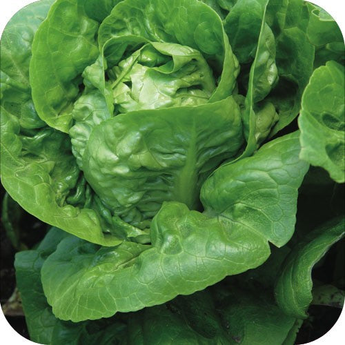 Lil Gem Heirloom Romaine Lettuce Seeds