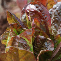 Vulcan Lettuce