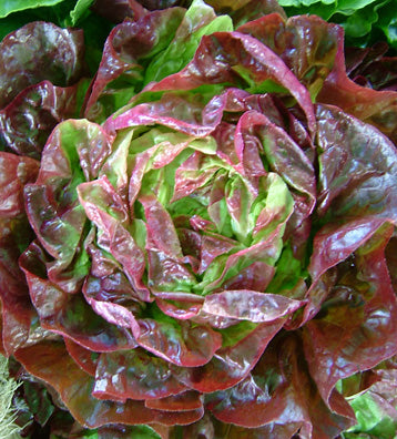 New Red Fire Lettuce Seeds