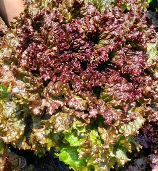 Lollo Rossa Heirloom Lettuce Seeds