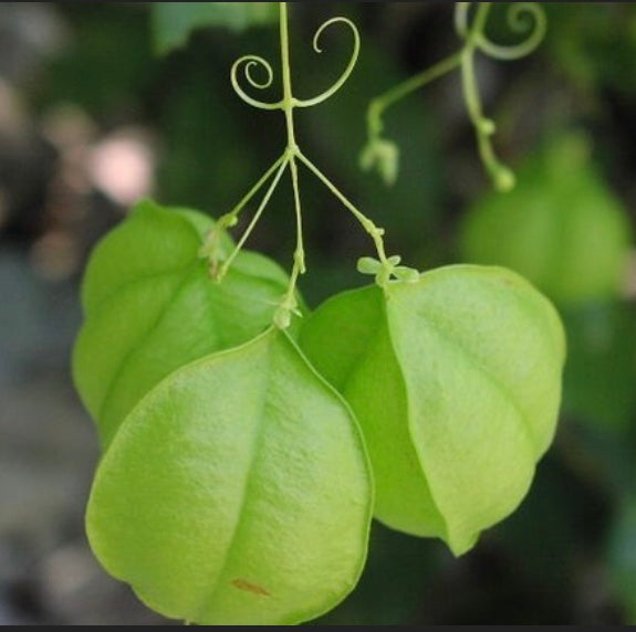 Love in a puff heirloom flower seeds