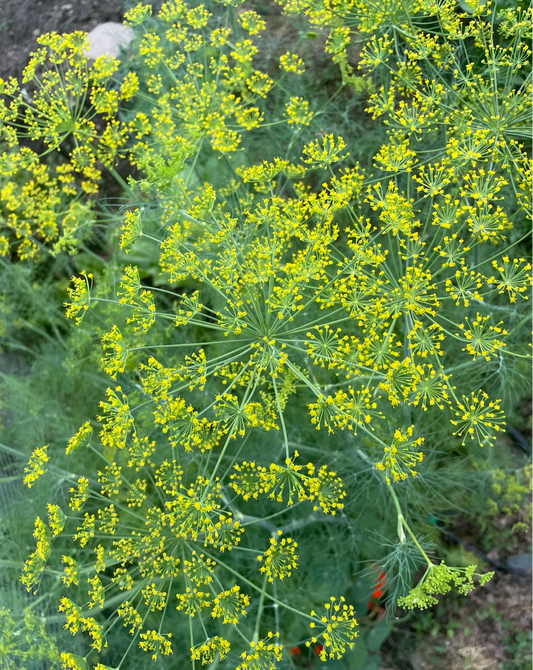 Mammoth Dill