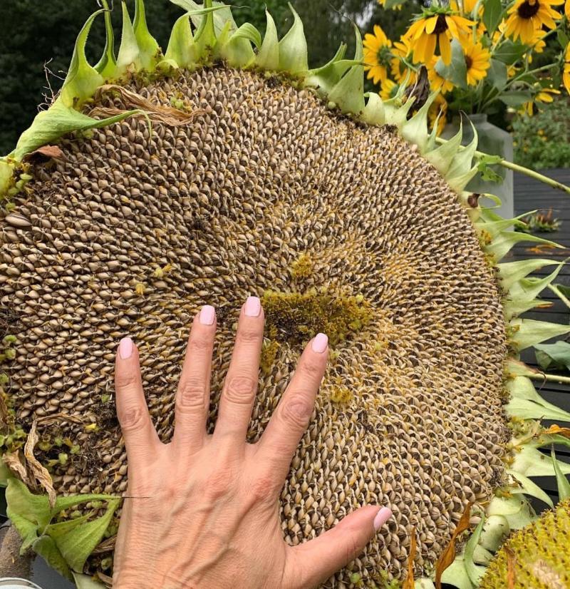 Mammoth Sunflowers Seeds