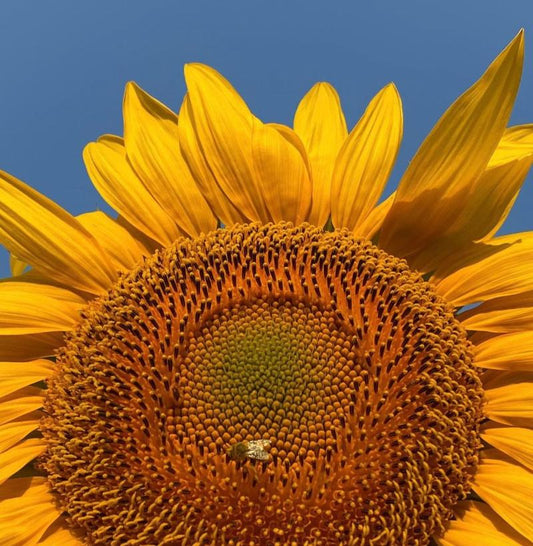 Mammoth Sunflowers Seeds