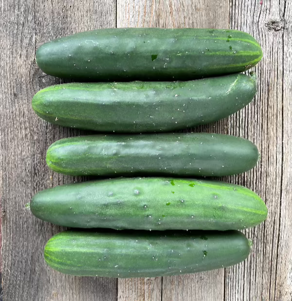 harvested marketmore 76 heirloom cucumber seeds homegarden