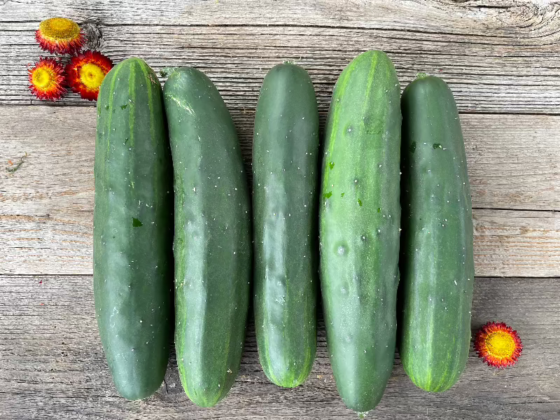 marketmore 76 heirloom cucumber seeds