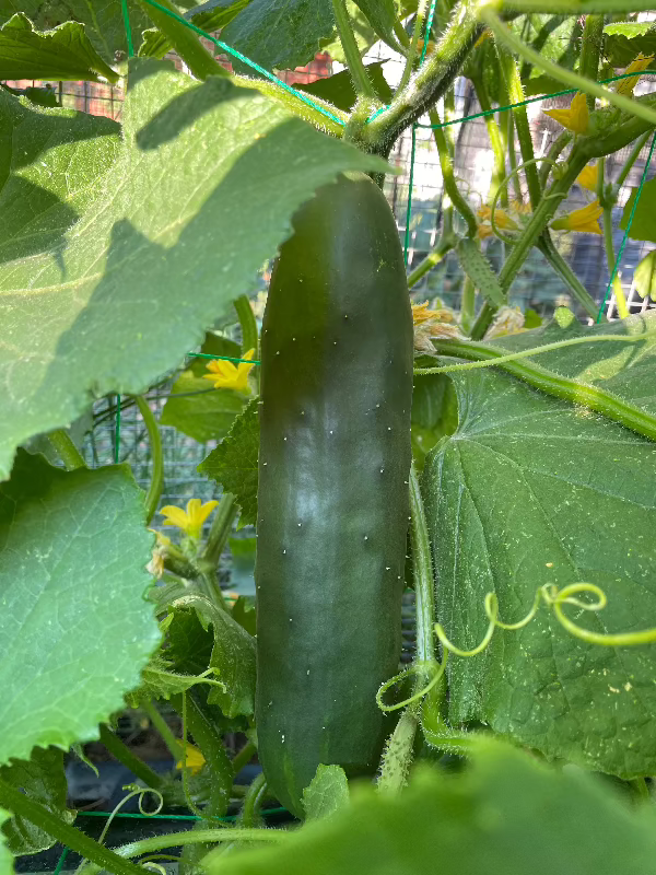 vine ripened marketmore 76 heirloom cucumber seeds