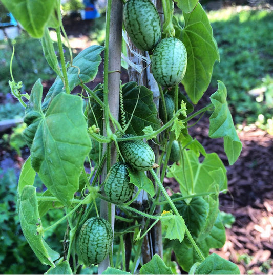 Mexi Sour Gherkin Cucumber