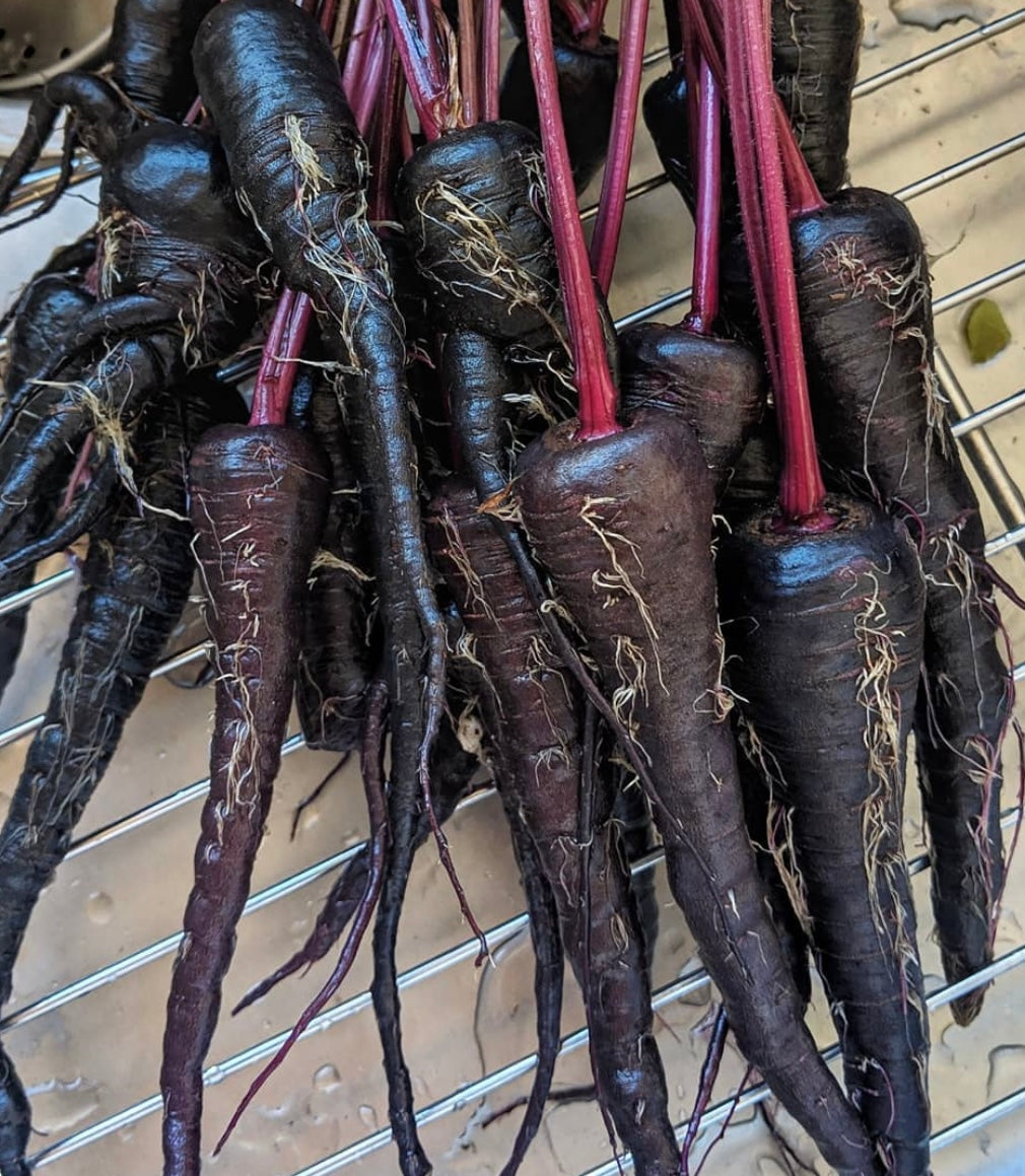 group on black nebula carrots produced from seeds