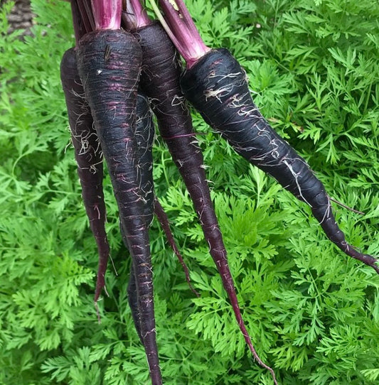 group of black, dark purple Black Nebula Carrots over a green leafy background