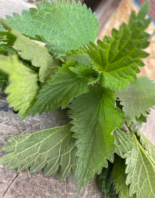 Stinging Nettles