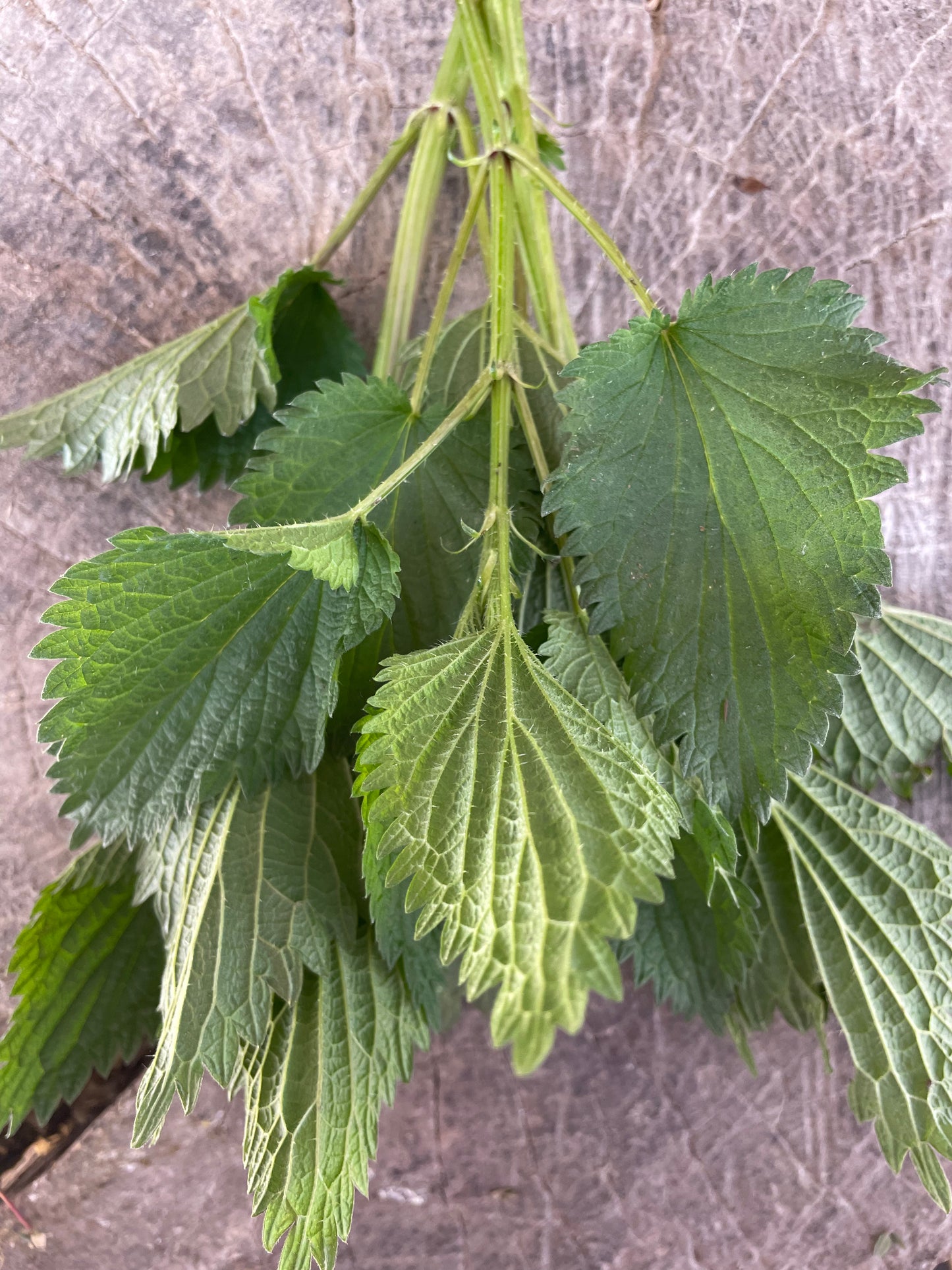 Stinging Nettles