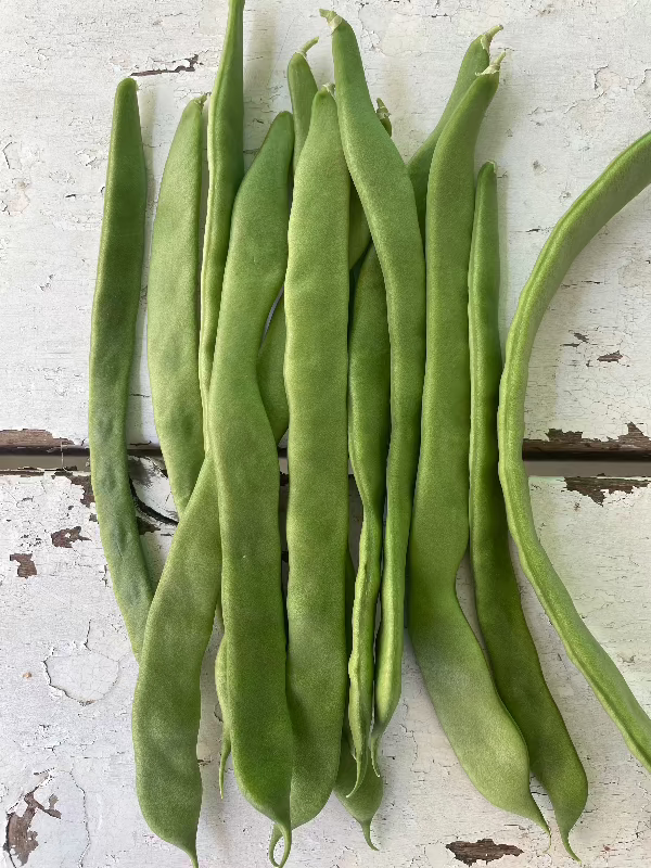 Northeaster Pole Bean Seeds