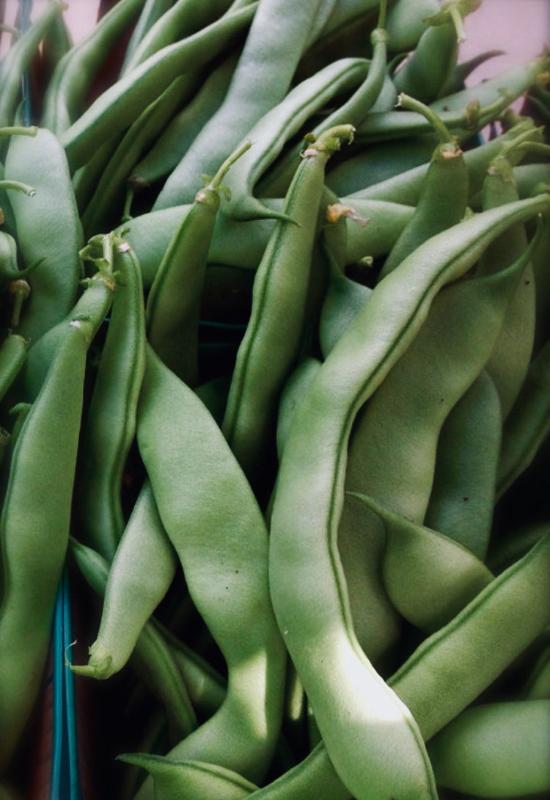 Northeaster Pole Bean Heirloom seeds