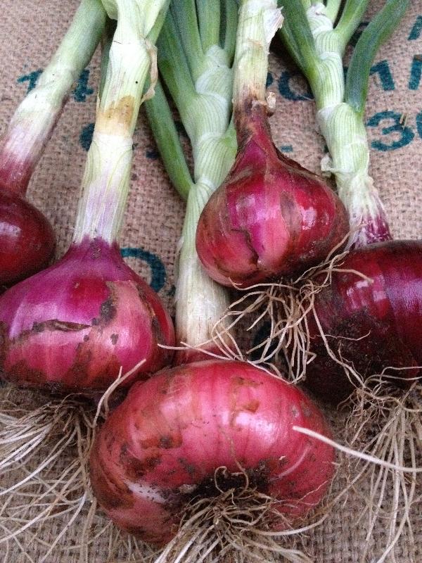 Milano Red Heirloom Onion Seeds