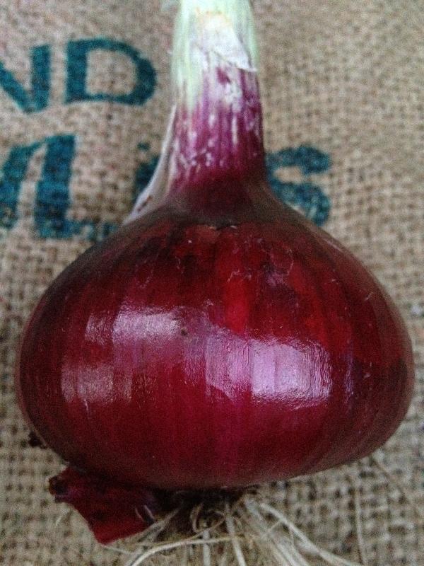 Milano Red Heirloom Onion Seeds