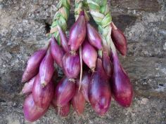 red of florence heirloom onion seeds