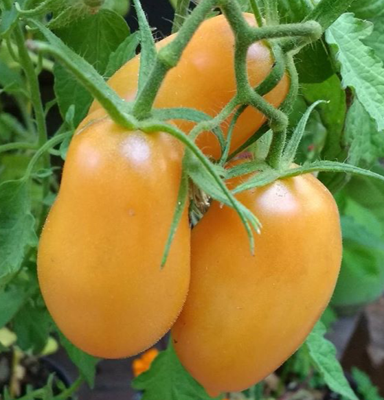 Orange Banana Tomato Seeds