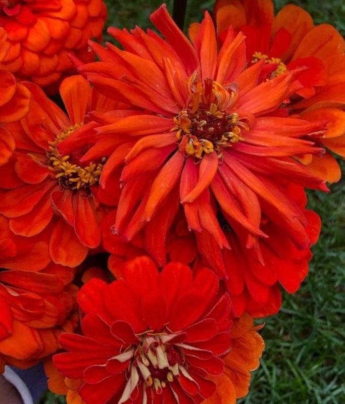 Oriole Orange Zinnia Flower Seeds