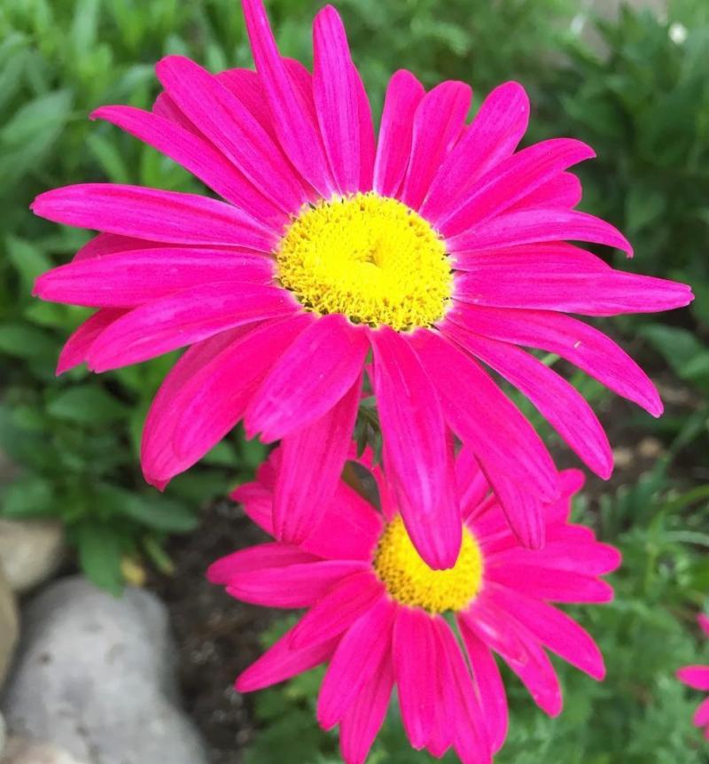 Painted Daisy - Robinson's Giant Mix Seeds