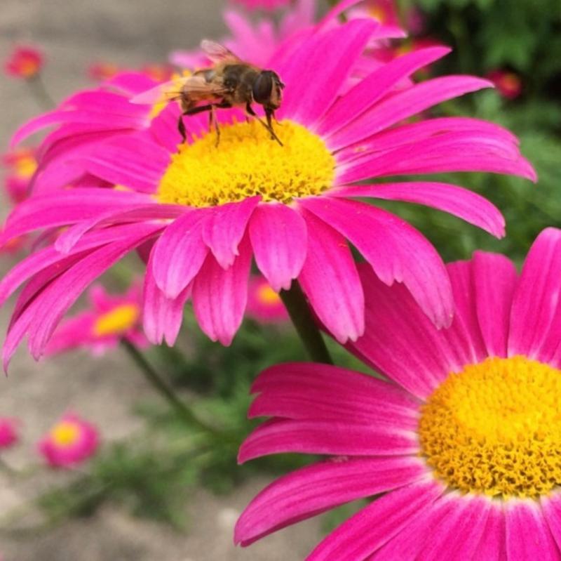 Edmonds Daisy Color Painted Daisy - Robinson's Giant Mix Seeds - New Earth Seeds