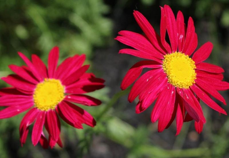 Painted Daisy - Robinson's Giant Mix Seeds