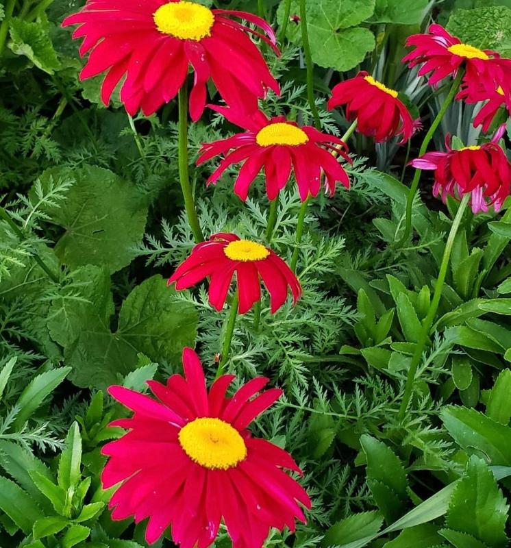 Painted Daisy - Robinson's Giant Mix Seeds