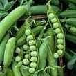 Laxton's Progress Heirloom Peas Seeds