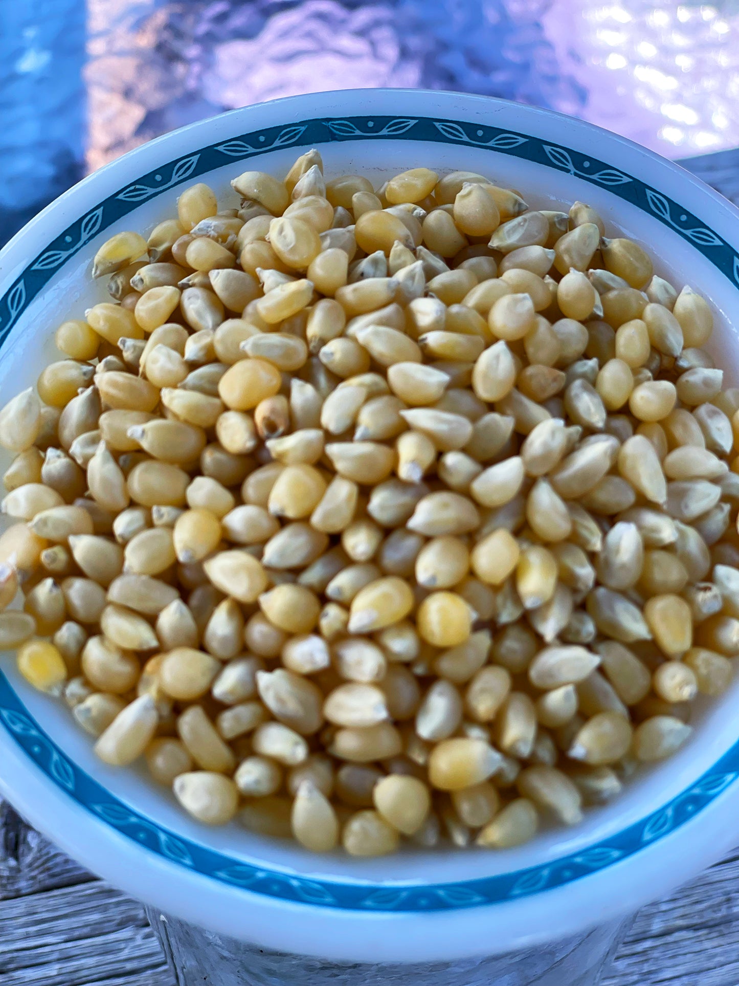 pennsylvania dutch popcorn seeds in a bowl