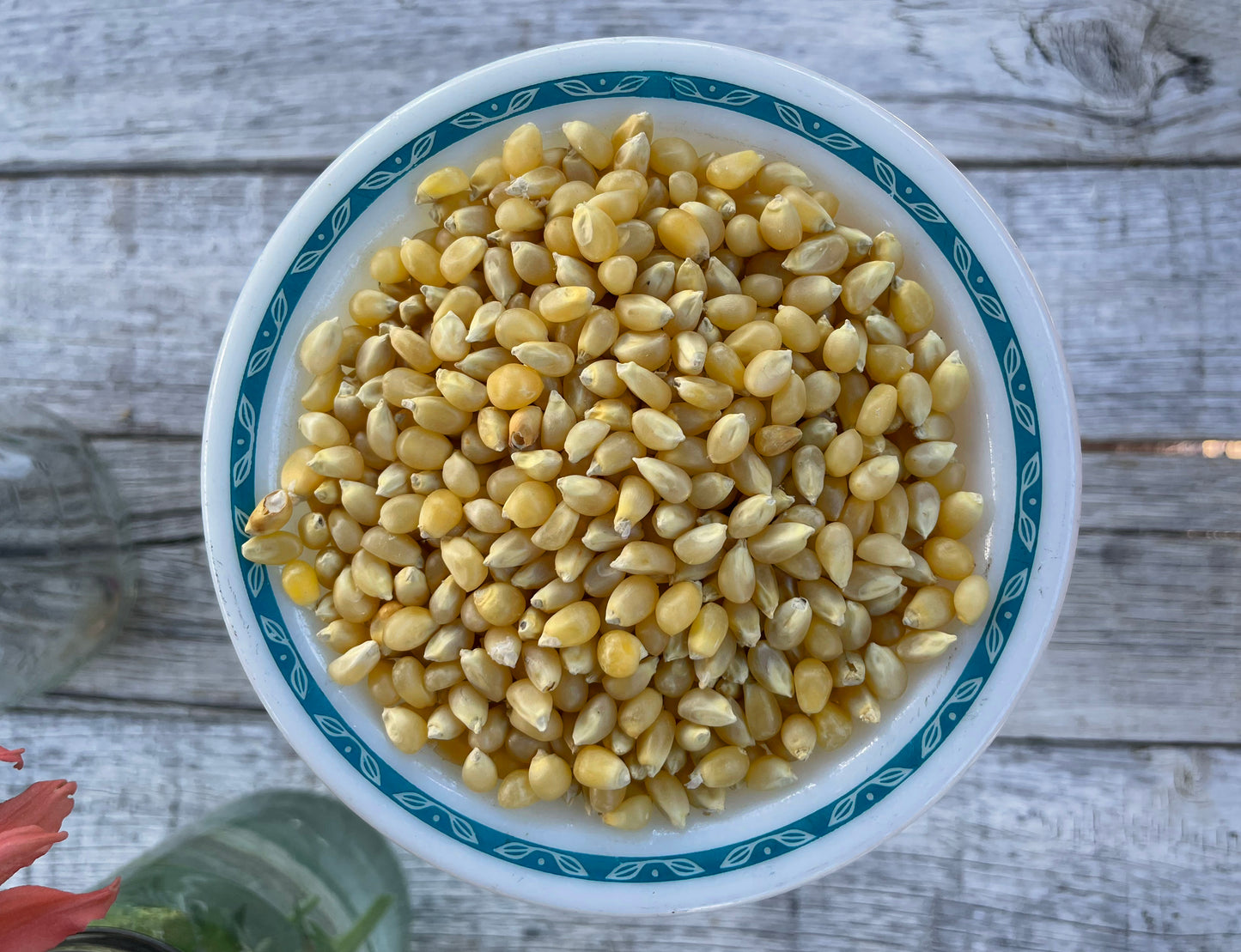 pennsylvania dutch popcorn seeds in a bowl