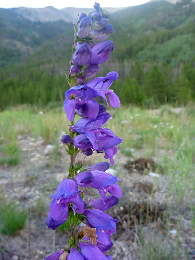 Rocky Mountain Penstemon