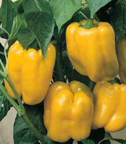 golden cal wonder bell pepper seeds