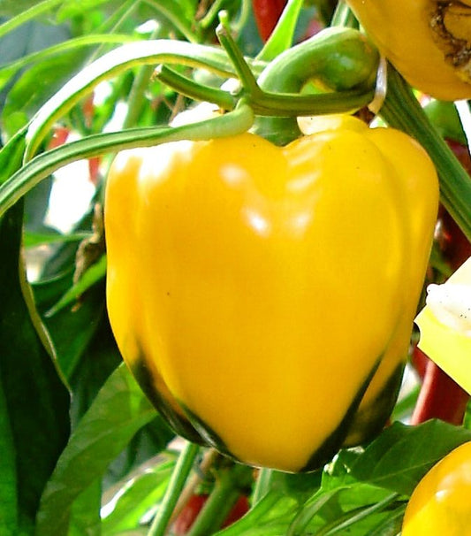 Golden Cal wonder pepper seeds