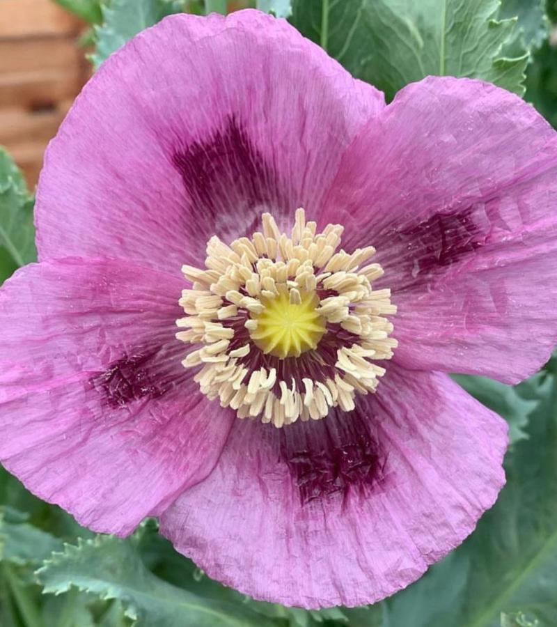 Hungarian Breadseed Poppy seeds