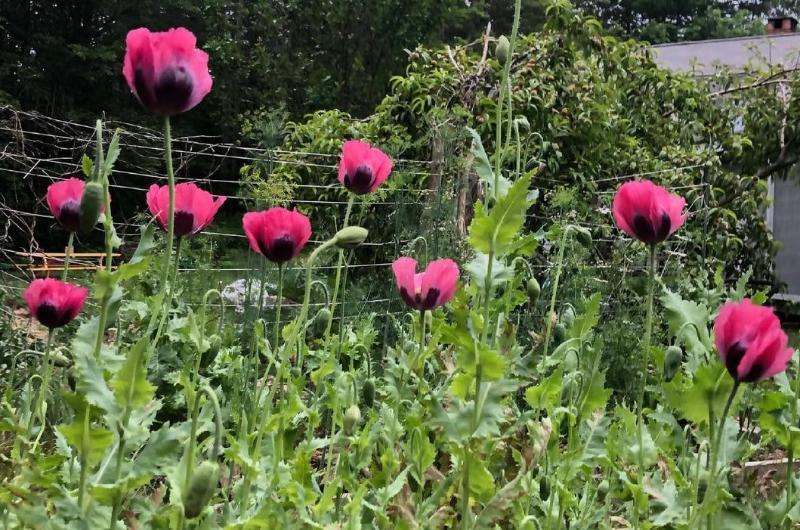 Pepperbox Poppy Seeds