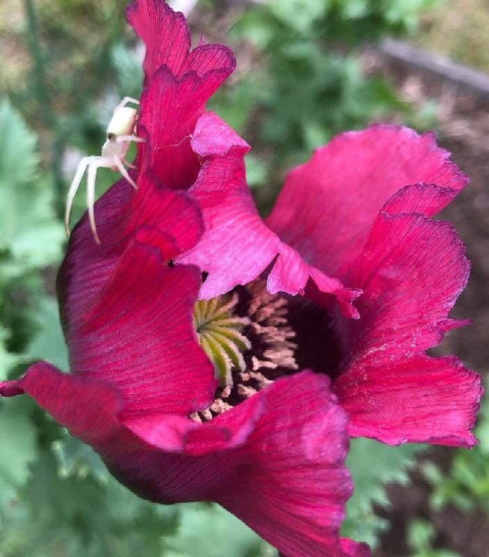 Pepperbox Poppy Seeds