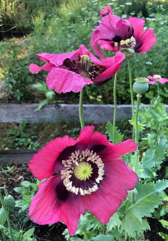 Pepperbox Poppy Seeds