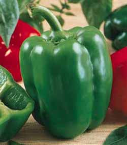 King of the North Bell Pepper Seeds