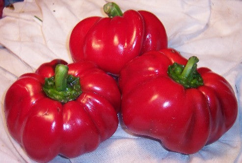 Red Cheese Pepper Seeds