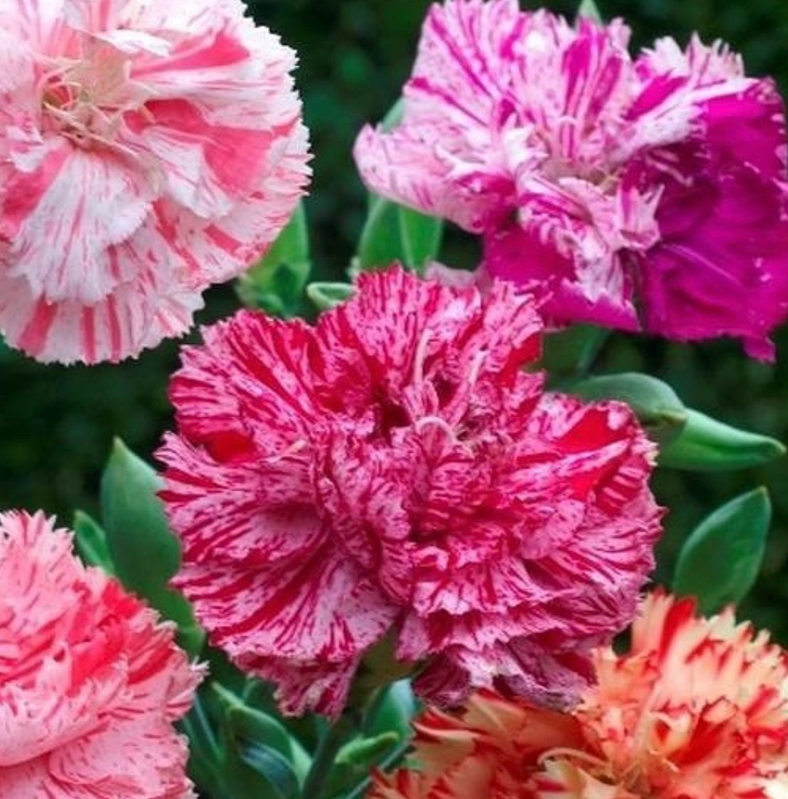 close up of pink, red, orange carnation blooms from seeds